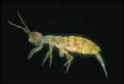 Springtail